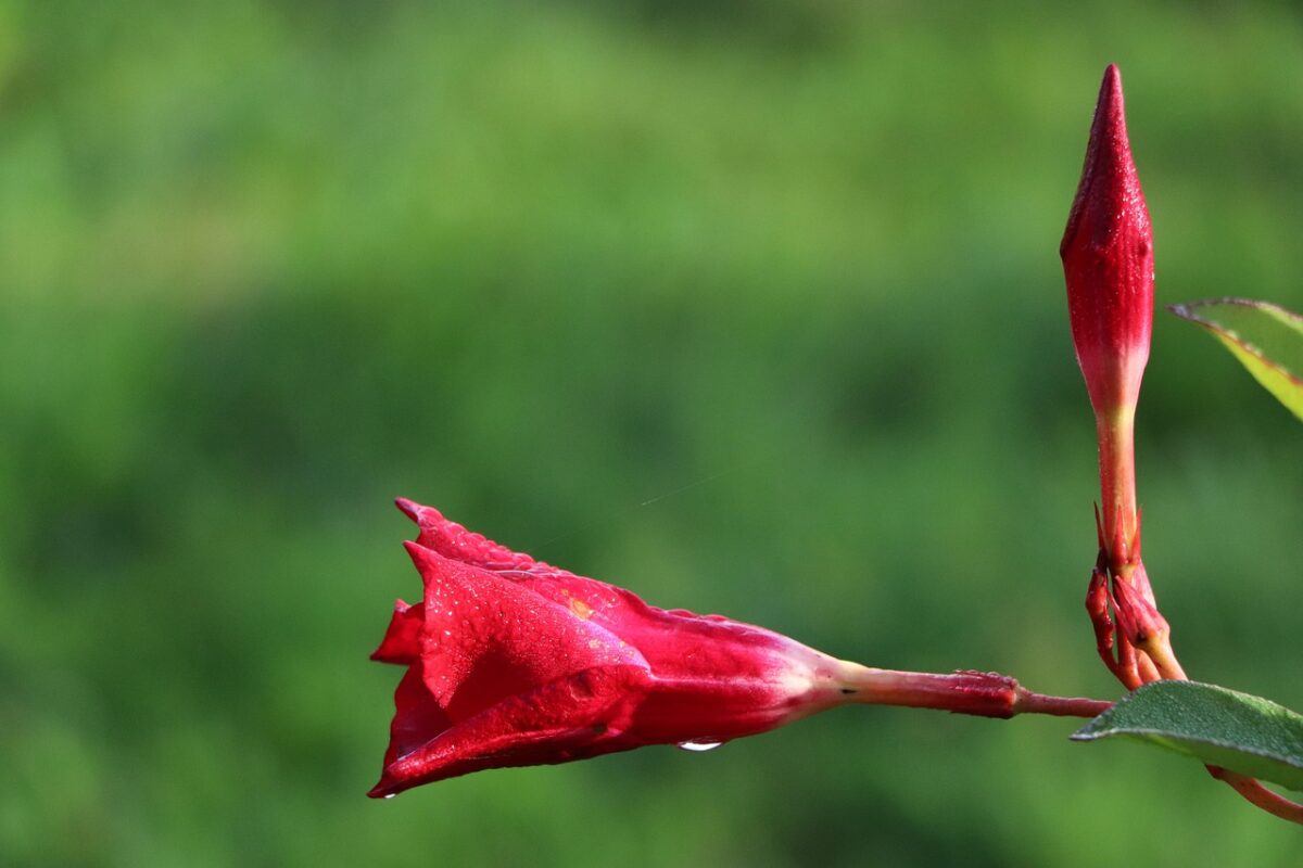 Dipladenia Dipladenia
