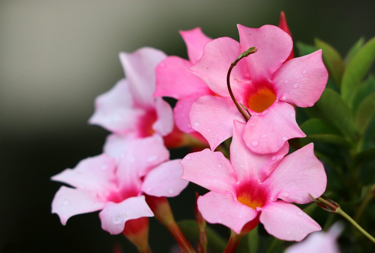 Dipladenia Dipladenia