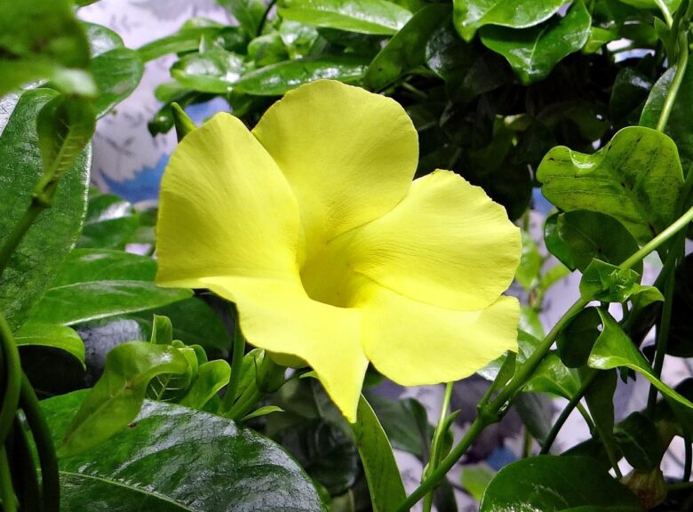 Dipladenia