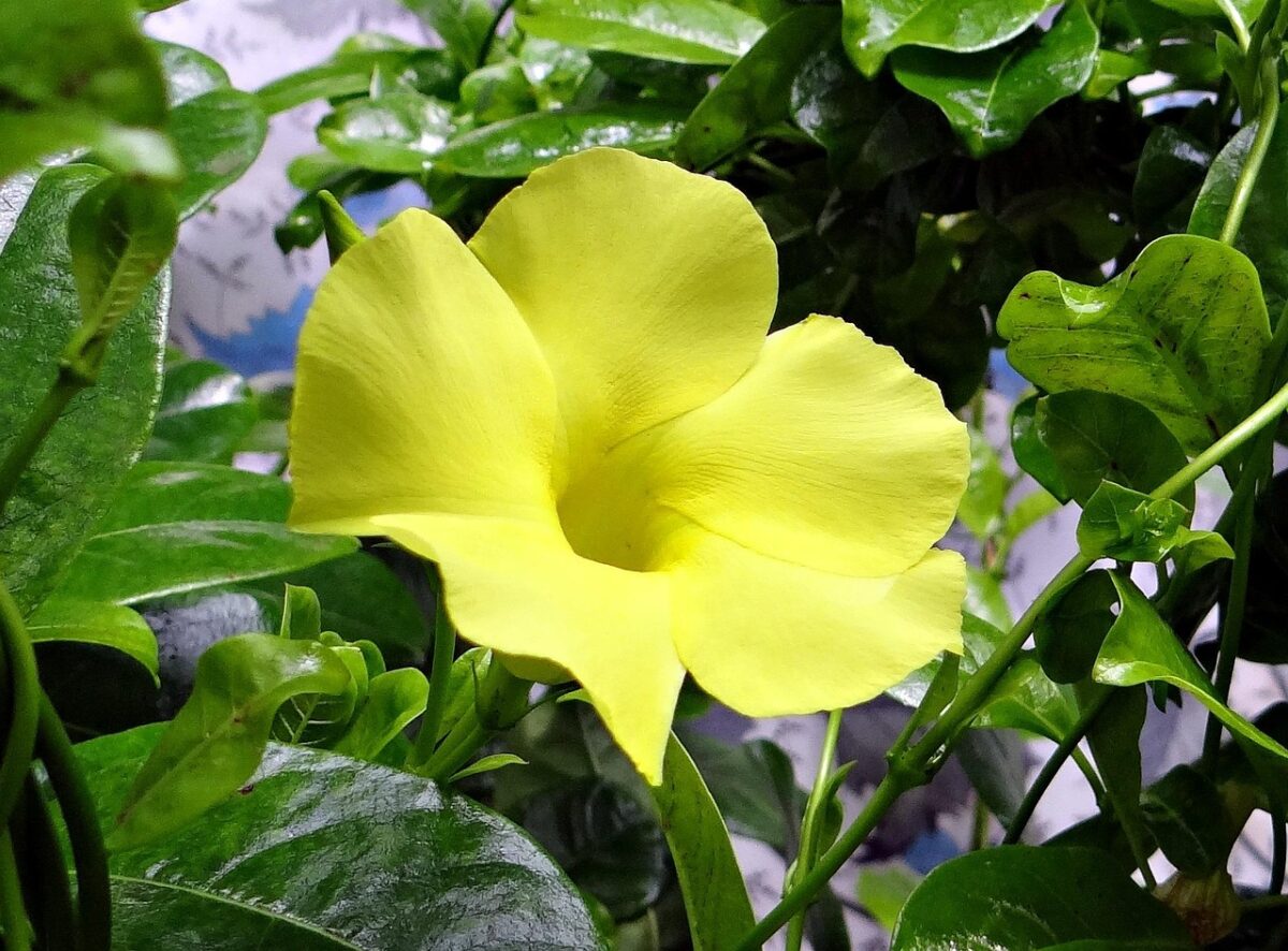 Dipladenia Dipladenia