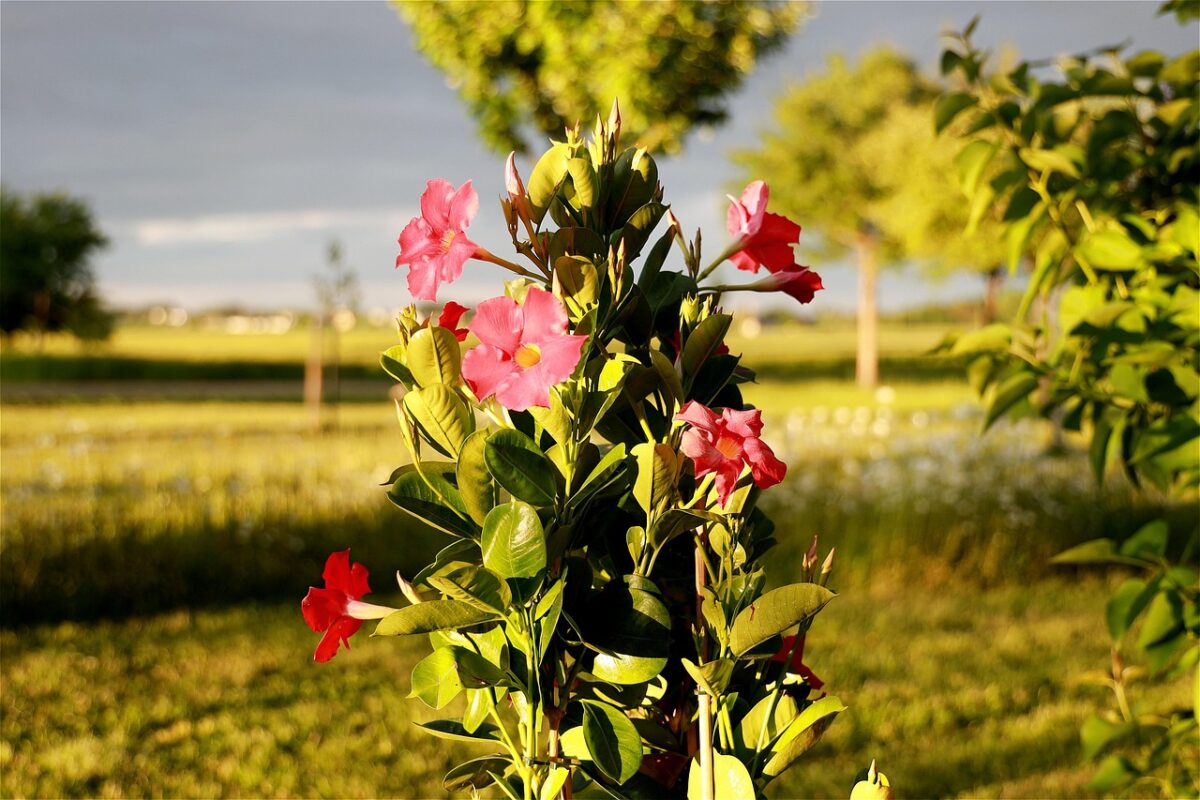 Dipladenia Dipladenia