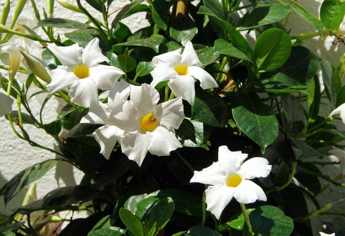 Dipladenia Dipladenia