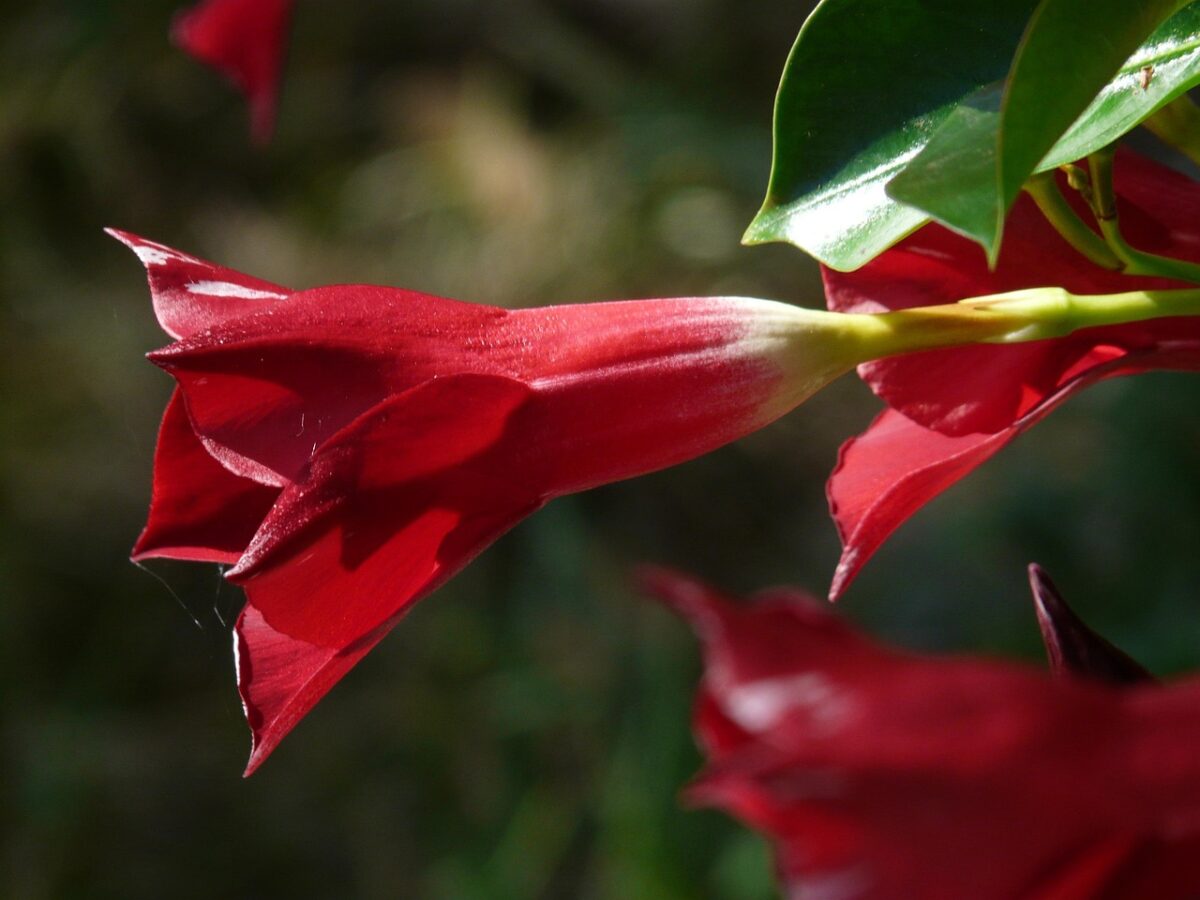 Dipladenia Dipladenia