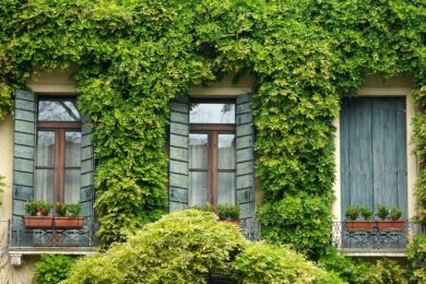 10 piante da esterno rampicanti per balcone e terrazza