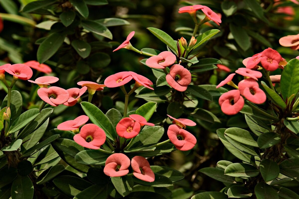 Euphorbia, Milii Euphorbia, Milii