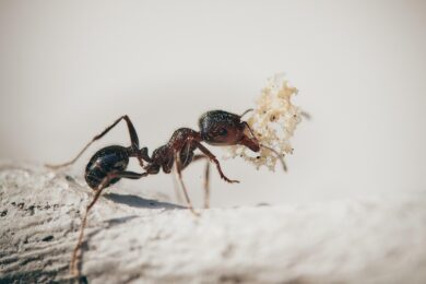 10 Rimedi infallibili contro le formiche in casa orto e giardino
