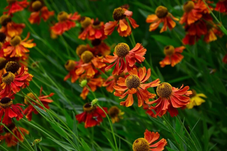 Helenium