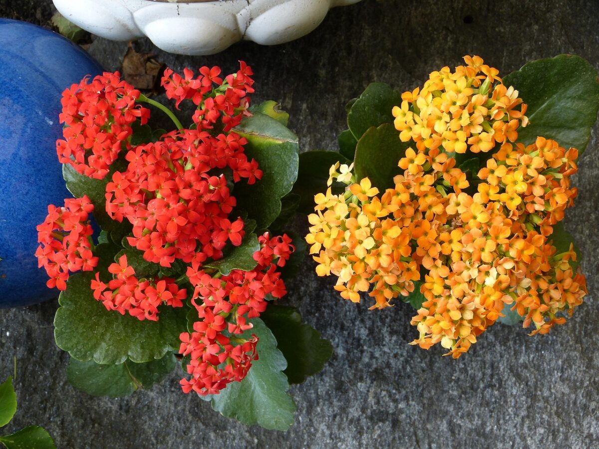 Kalanchoe Kalanchoe