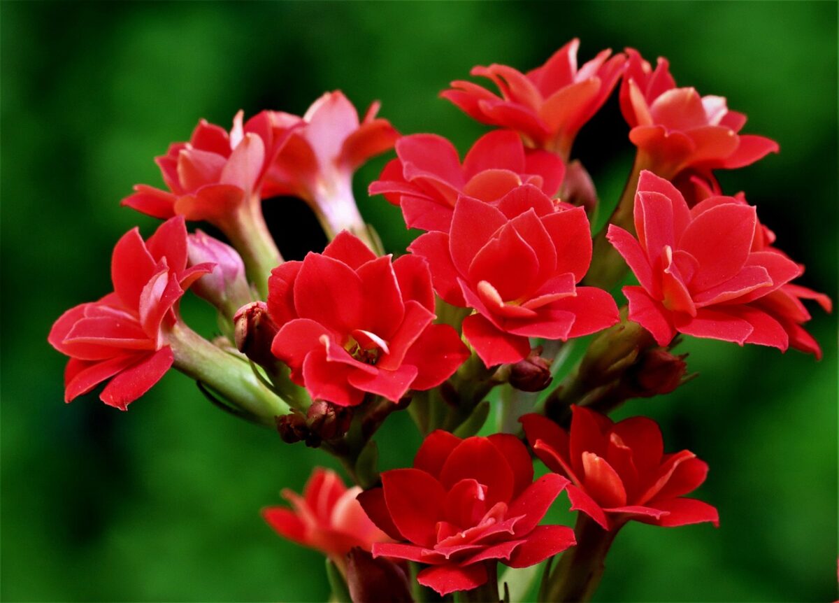 Kalanchoe, Thyrsiflora Kalanchoe, Thyrsiflora