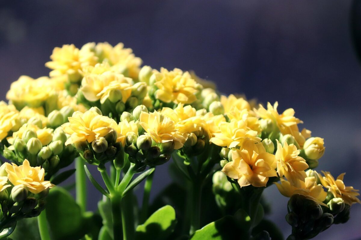 Kalanchoe, Thyrsiflora Kalanchoe, Thyrsiflora