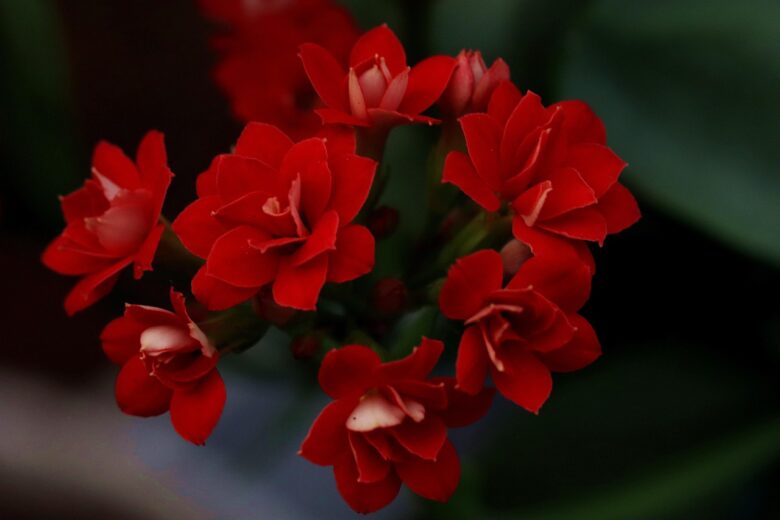 Kalanchoe, Thyrsiflora