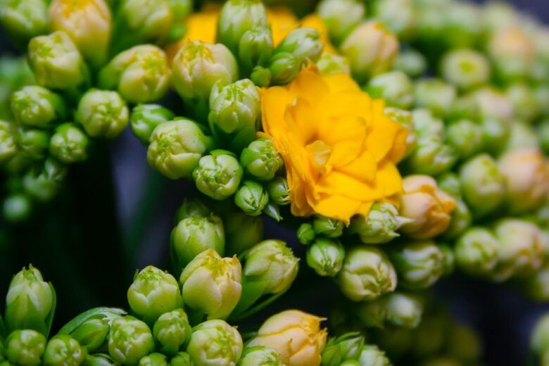 Kalanchoe, Thyrsiflora
