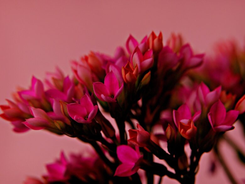 Kalanchoe, Thyrsiflora
