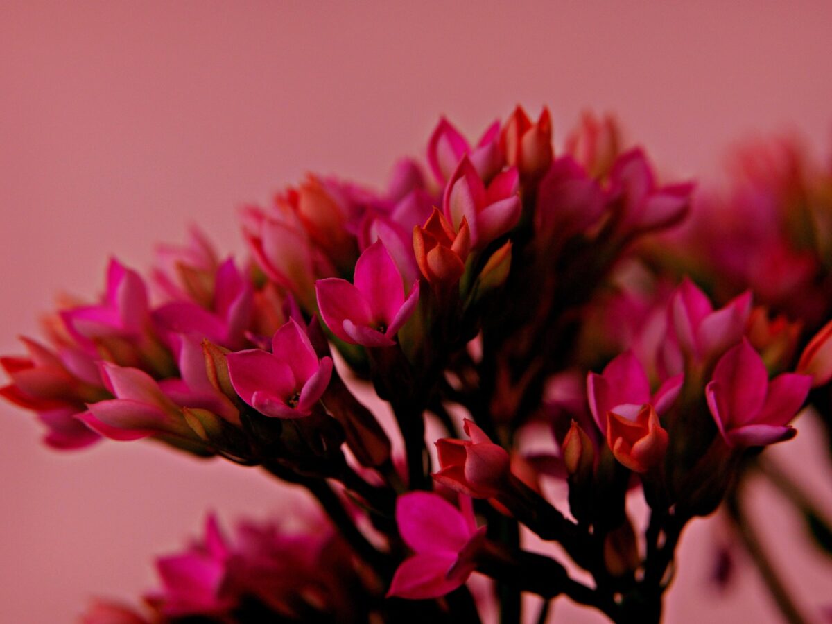 Kalanchoe, Thyrsiflora Kalanchoe, Thyrsiflora