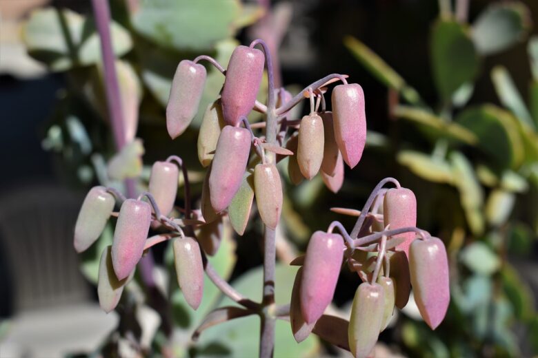 Kalanchoe, Thyrsiflora