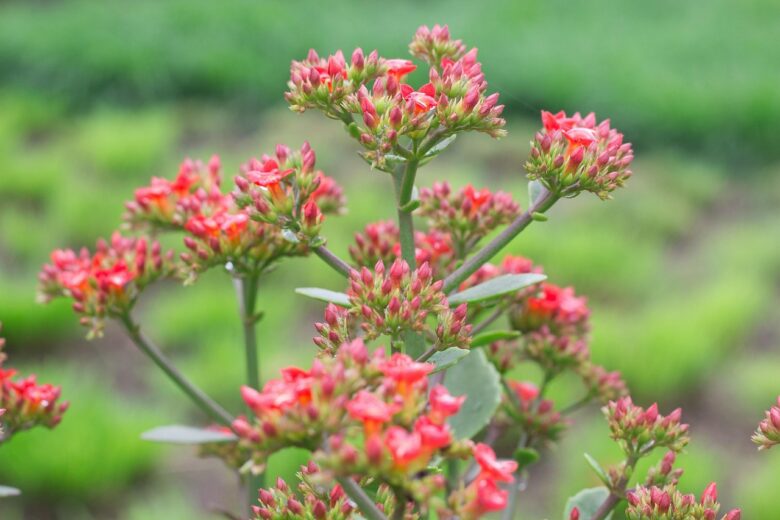 Kalanchoe, Thyrsiflora