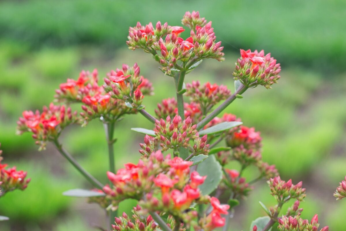Kalanchoe, Thyrsiflora Kalanchoe, Thyrsiflora