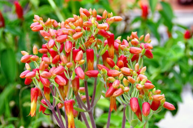 Kalanchoe, Thyrsiflora