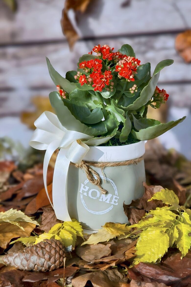 Kalanchoe, Thyrsiflora