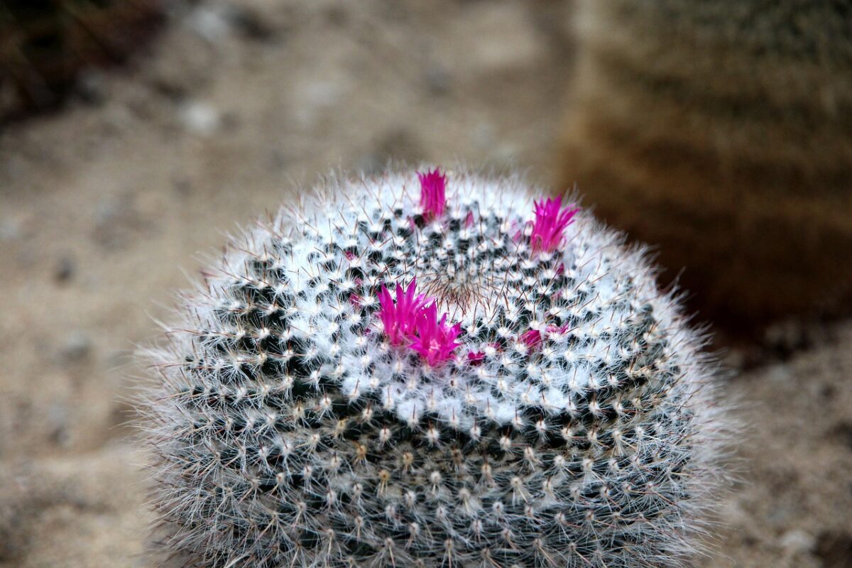 Mammillaria Mammillaria