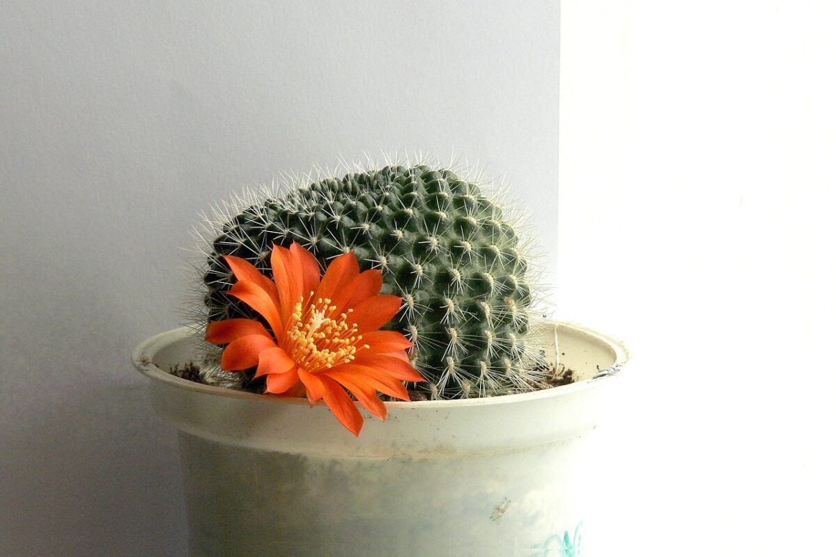 Rebutia Rebutia