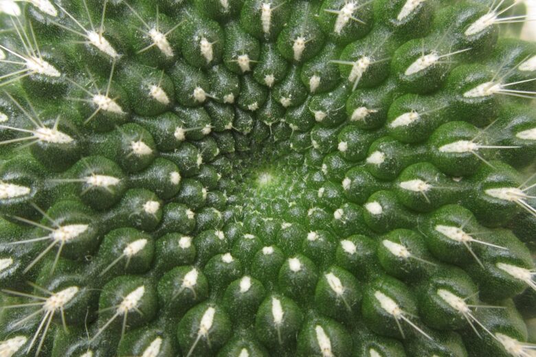 Rebutia