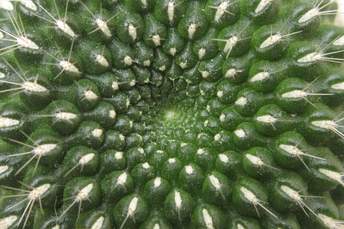 Rebutia Rebutia
