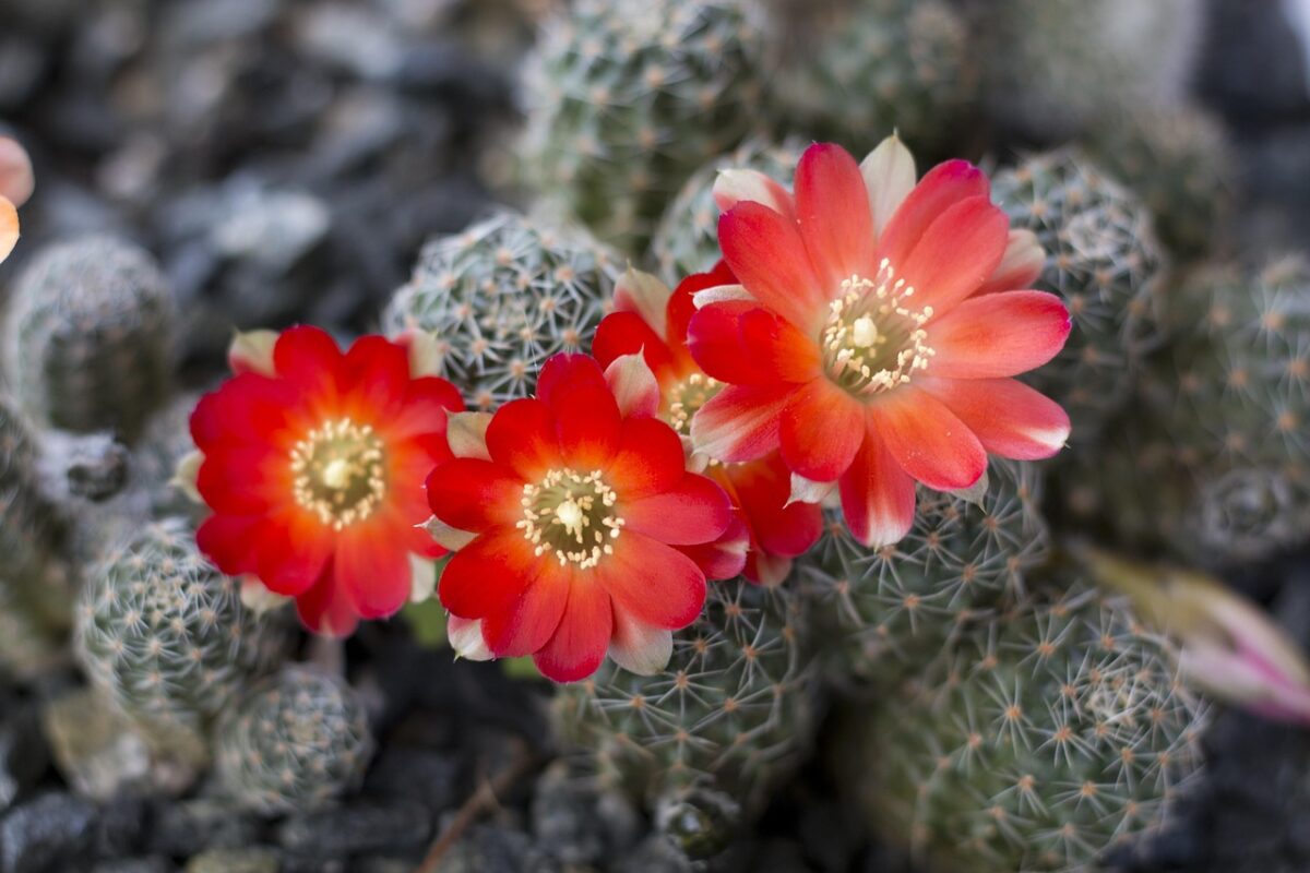 Rebutia Rebutia