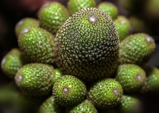 Rebutia coltivazione