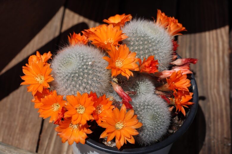 Rebutia