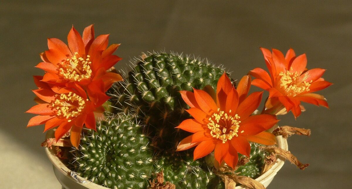 Rebutia Rebutia