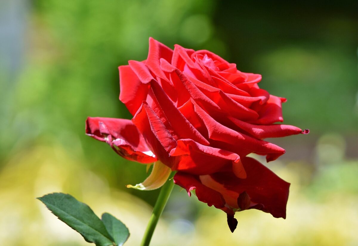 Rose, Floribunde Rose, Floribunde
