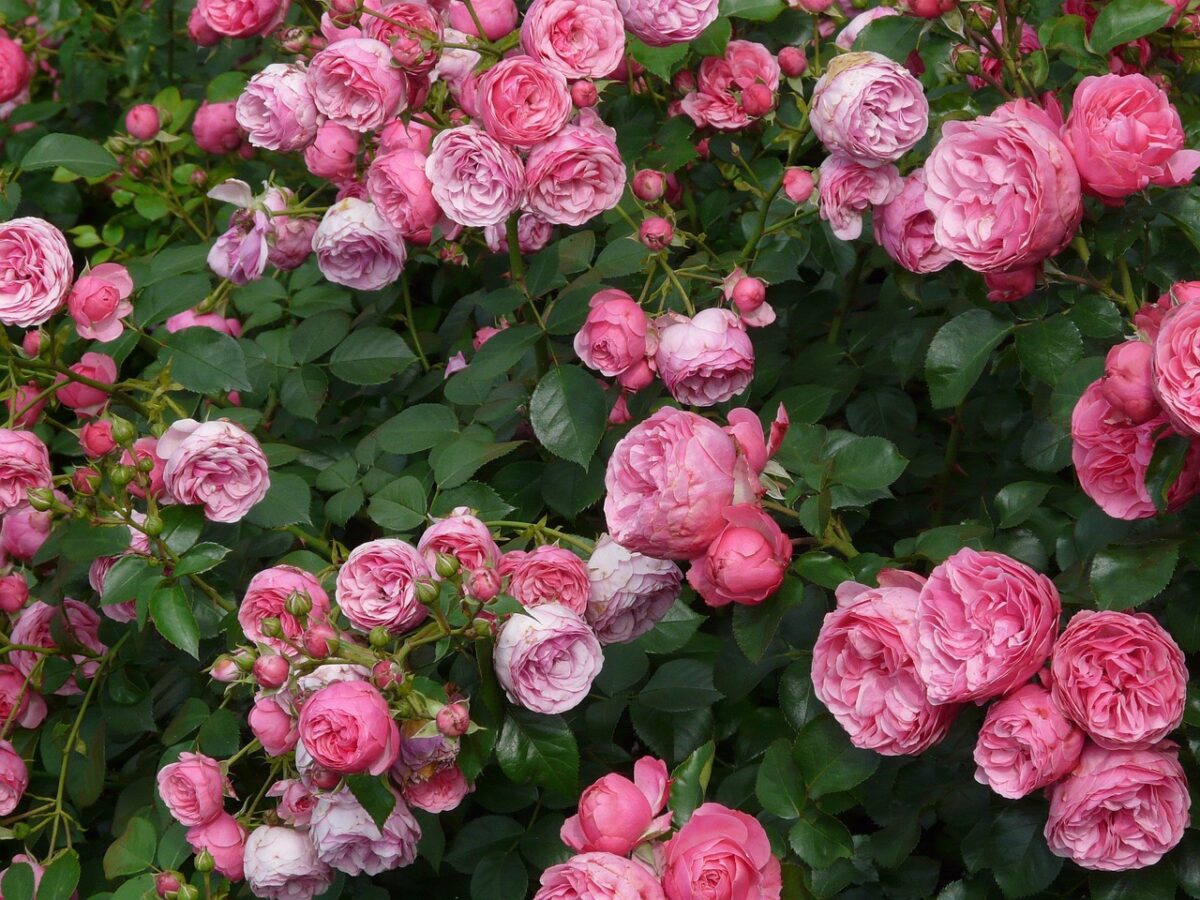 Rose, Floribunde Rose, Floribunde