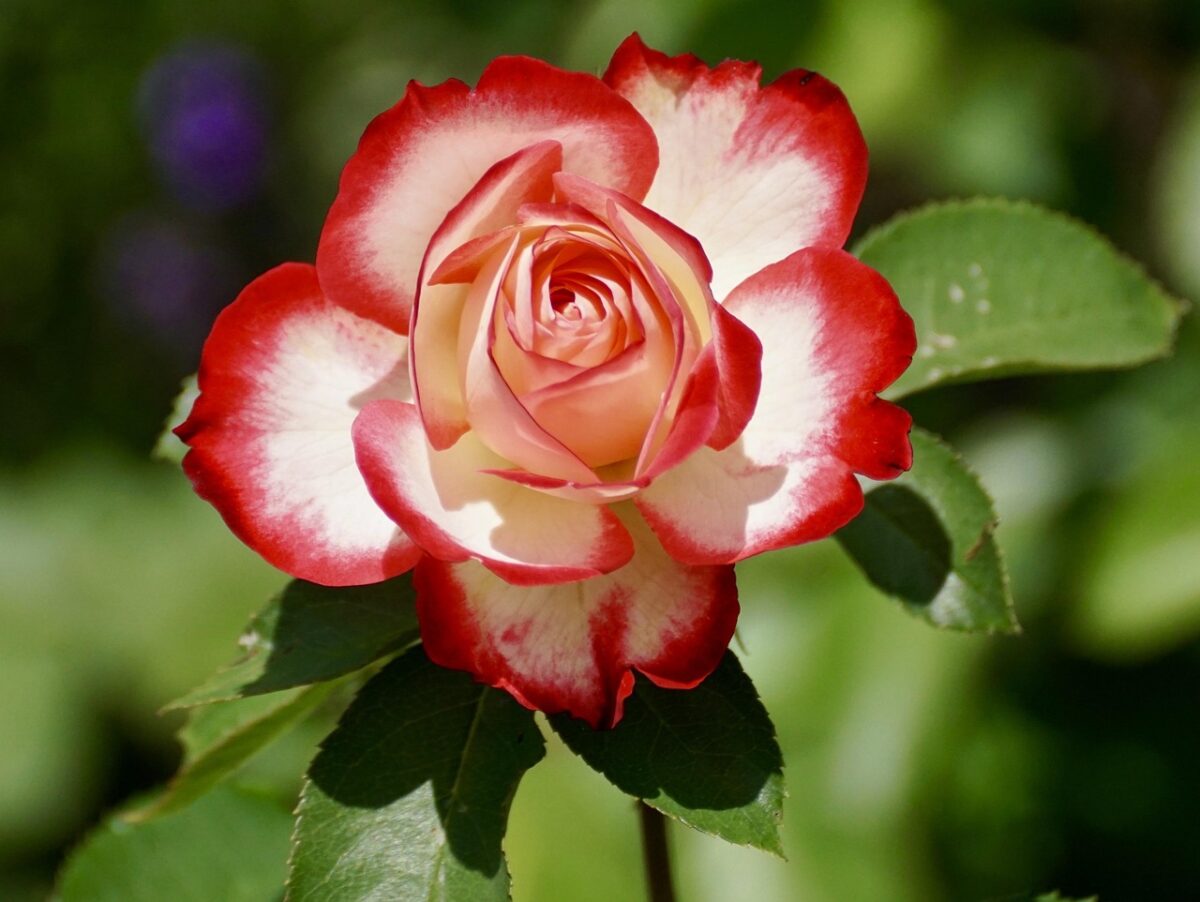 Rose, Floribunde Rose, Floribunde