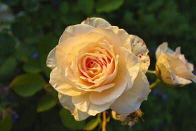 Il lavoro da fare adesso sulle rose per vederle nuovamente piene di fiori in autunno