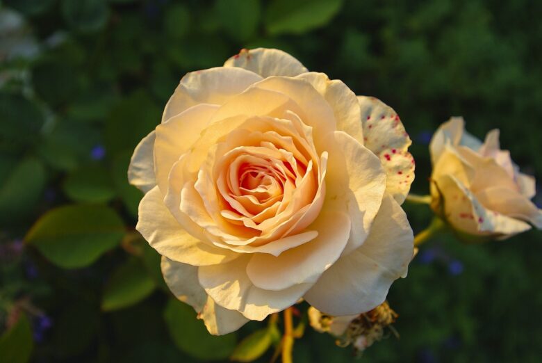 Rose, Floribunde