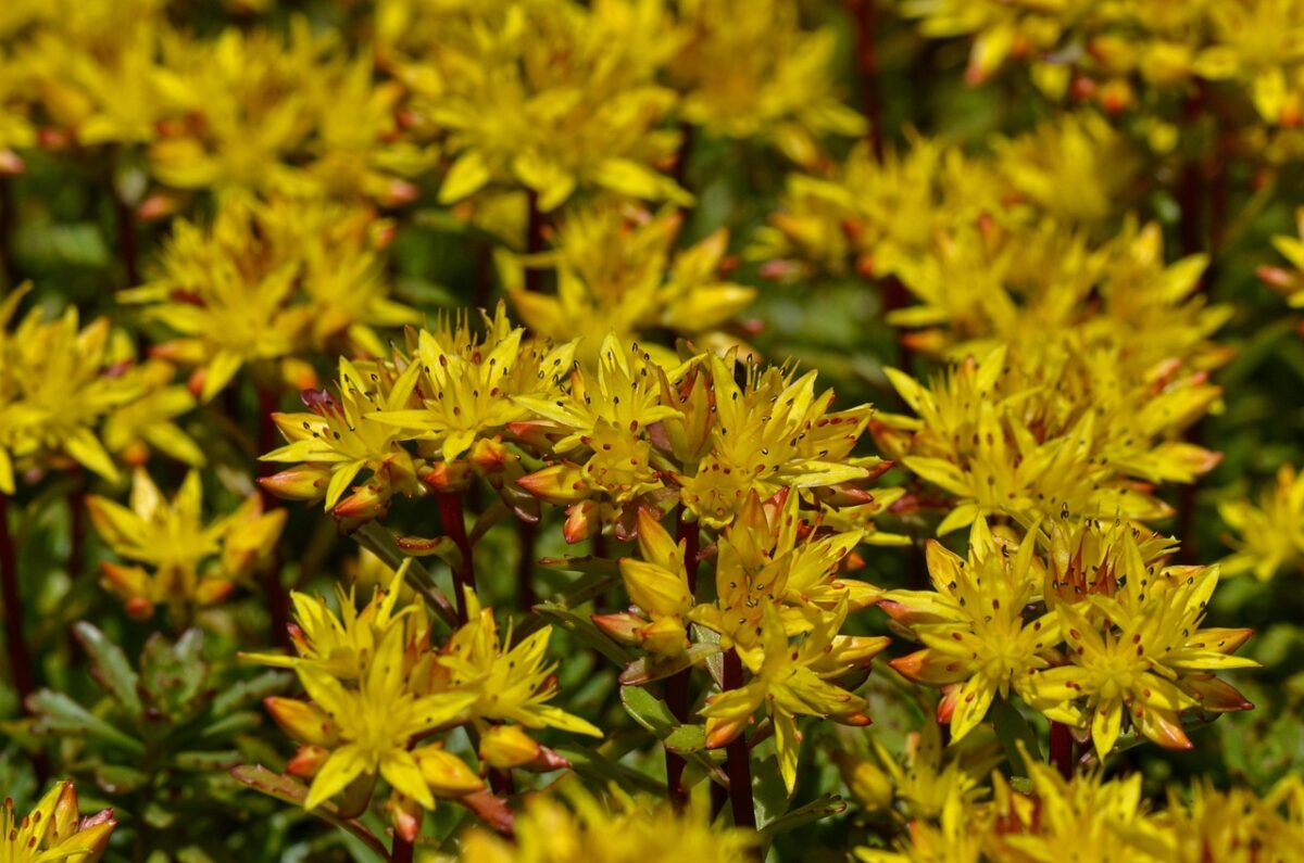 Sedum, Palmeri Sedum, Palmeri