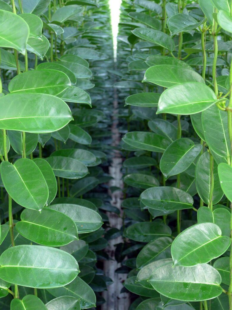 Stephanotis