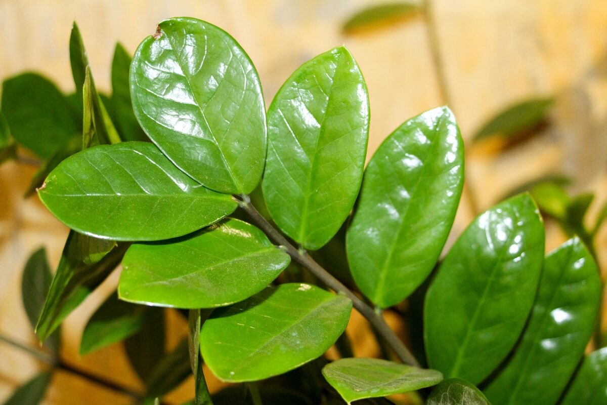 Zamioculcas Zamioculcas