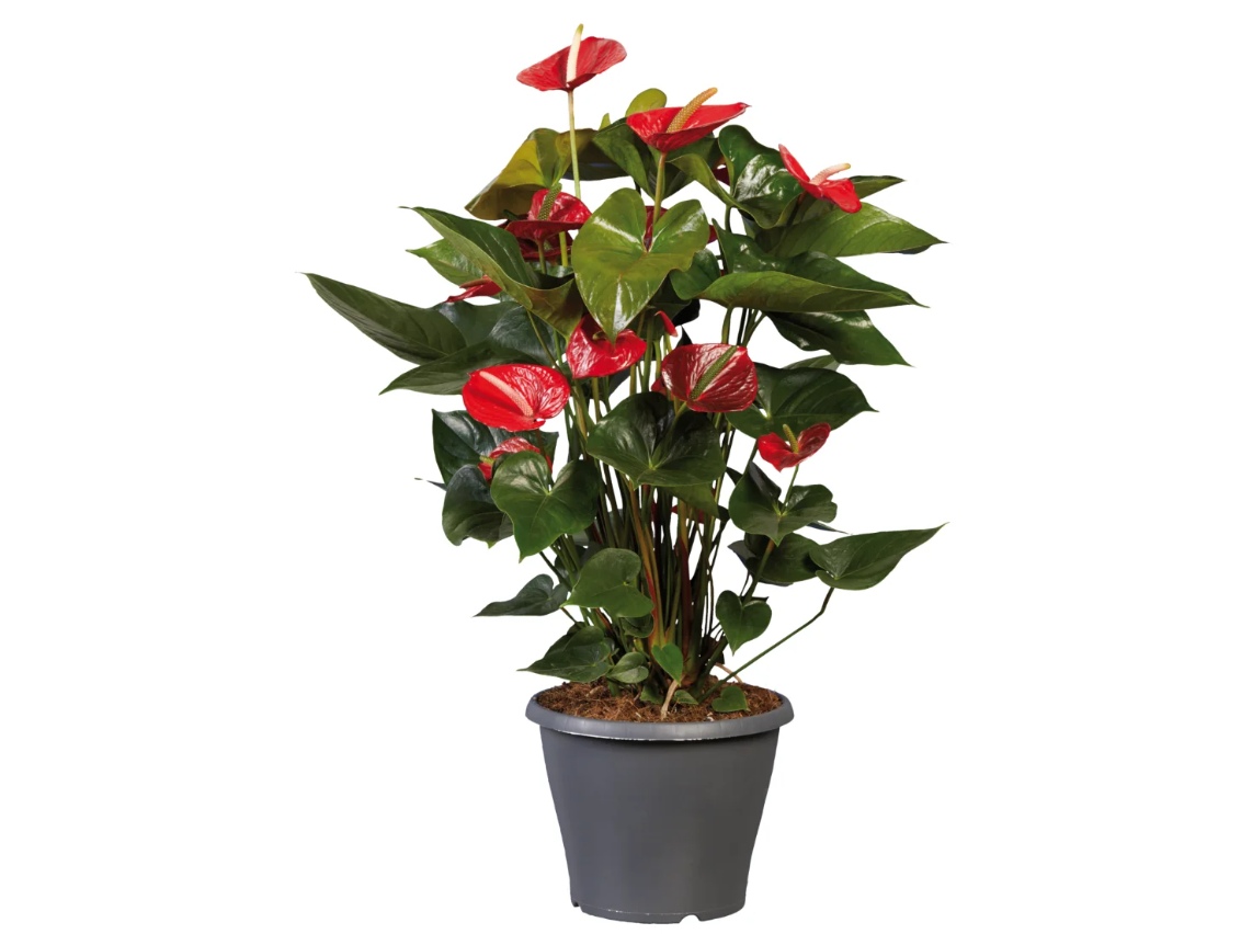 Anthurium-lidl Anthurium-lidl