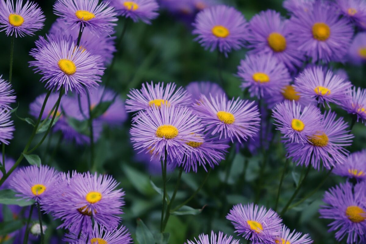 Aster Aster