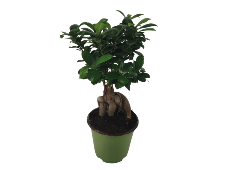 Bonsai Ficus Ginseng