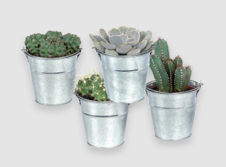 cactus-lidl