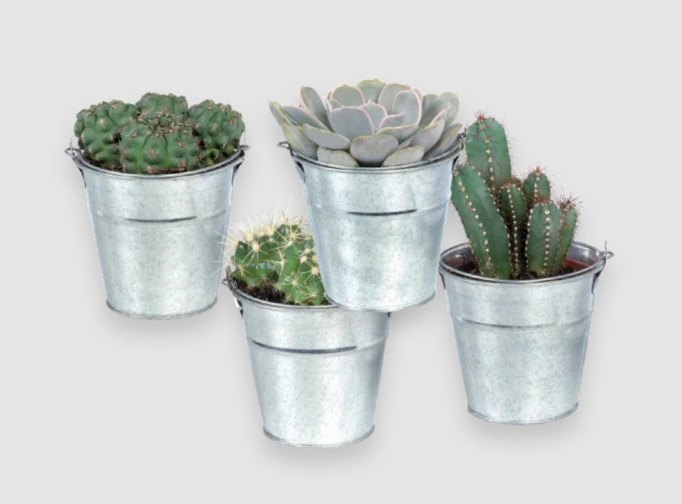 cactus-lidl cactus-lidl
