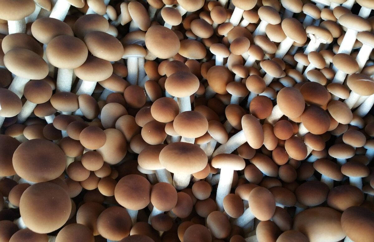 Funghi chiodini: come pulirli e lavarli correttamente
