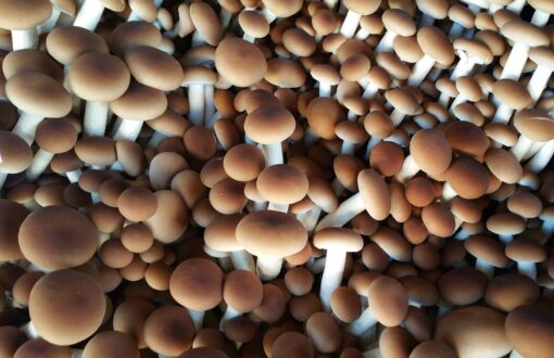 Funghi chiodini: come pulirli e lavarli correttamente