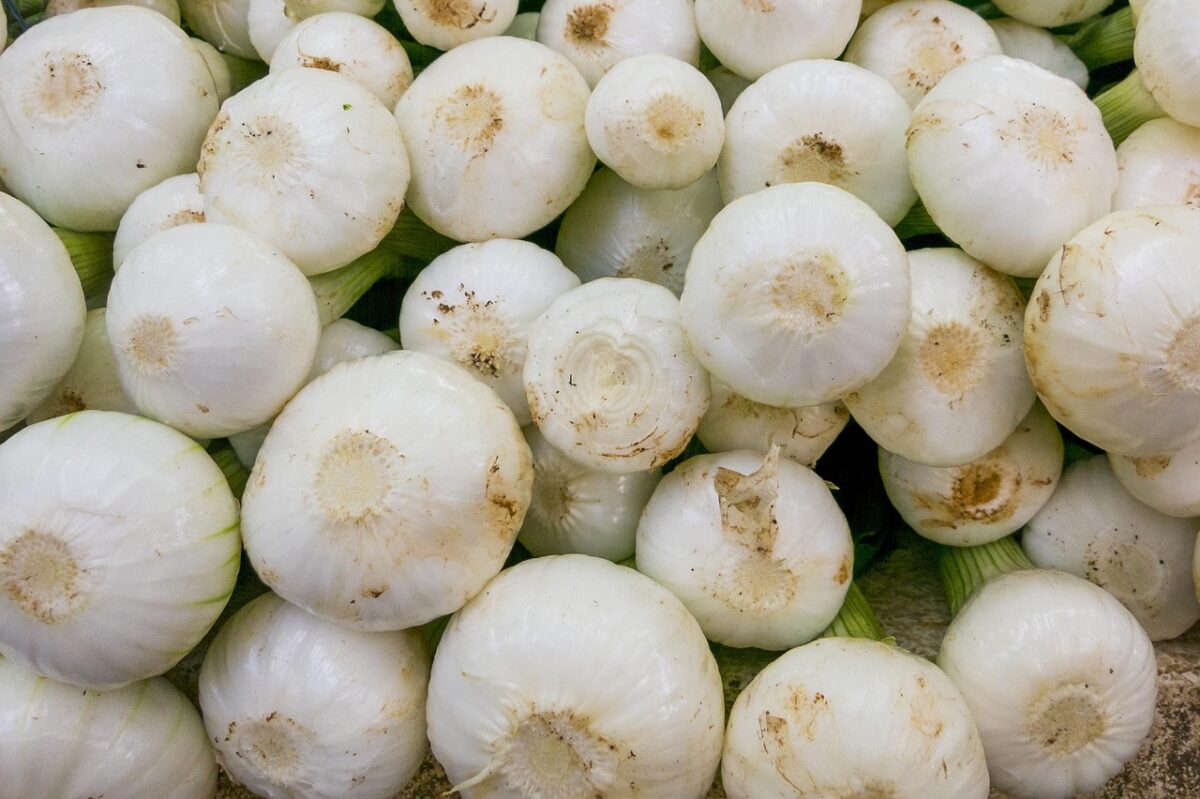 Cipolle Cipolle