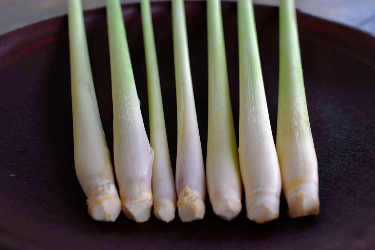 Citronella Citronella