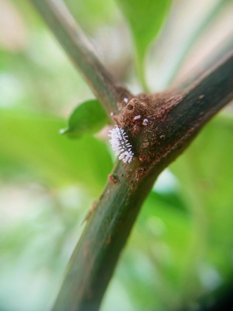 Cocciniglia