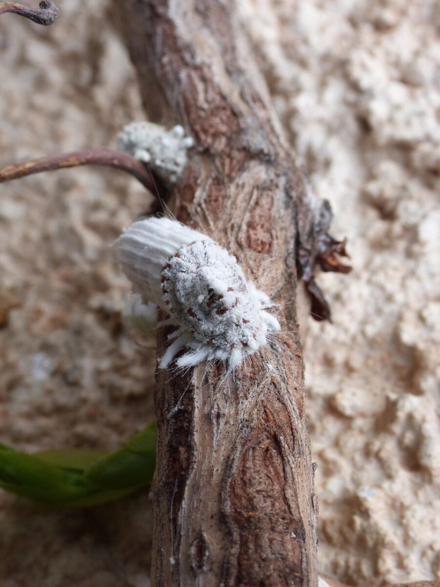 Cocciniglia